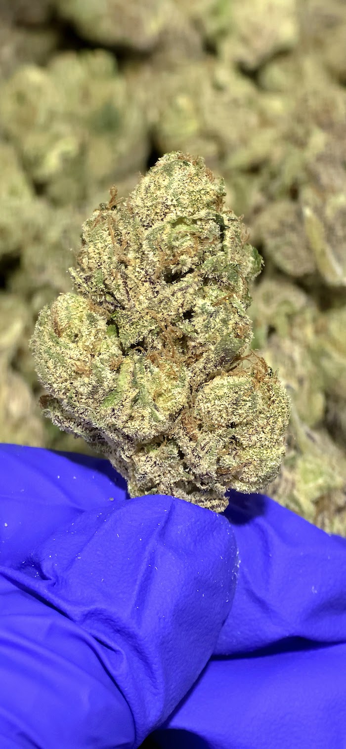 High hippy Premium Flower (3.5 jars)