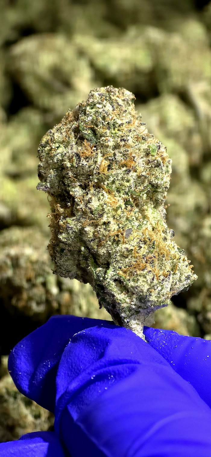 High Hippy | Premium Flower (3.5g Jars)