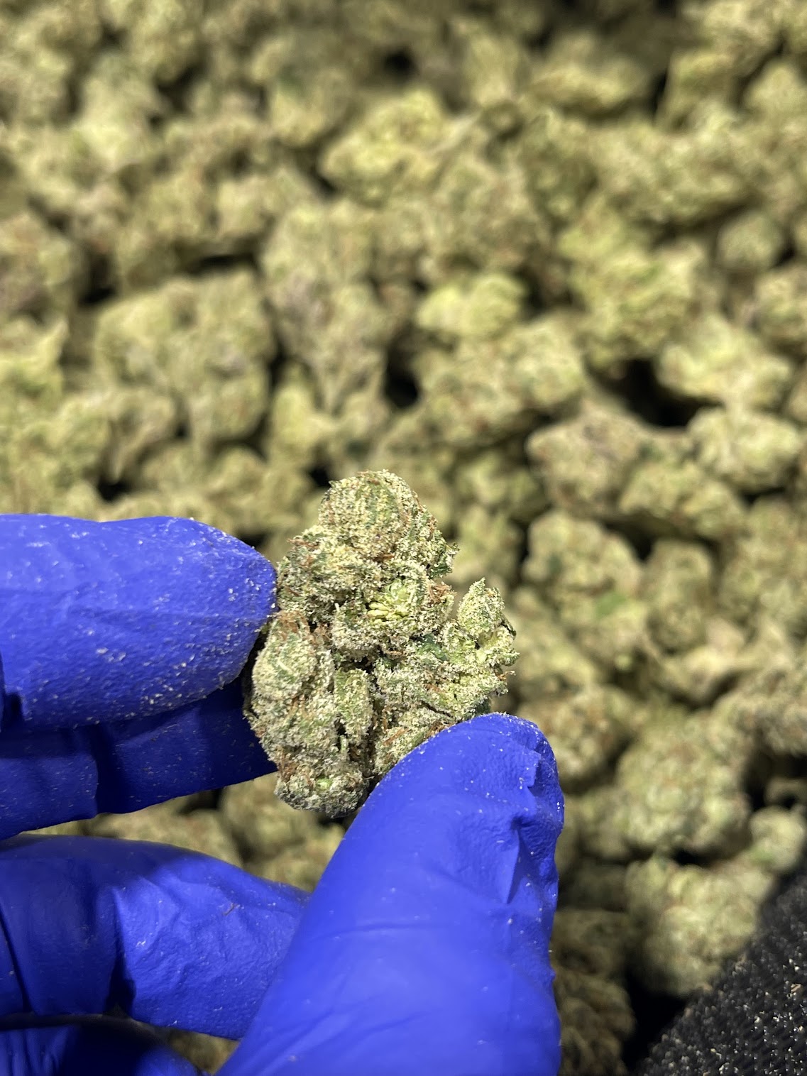 High Hippy | Premium Flower (3.5g Jars)