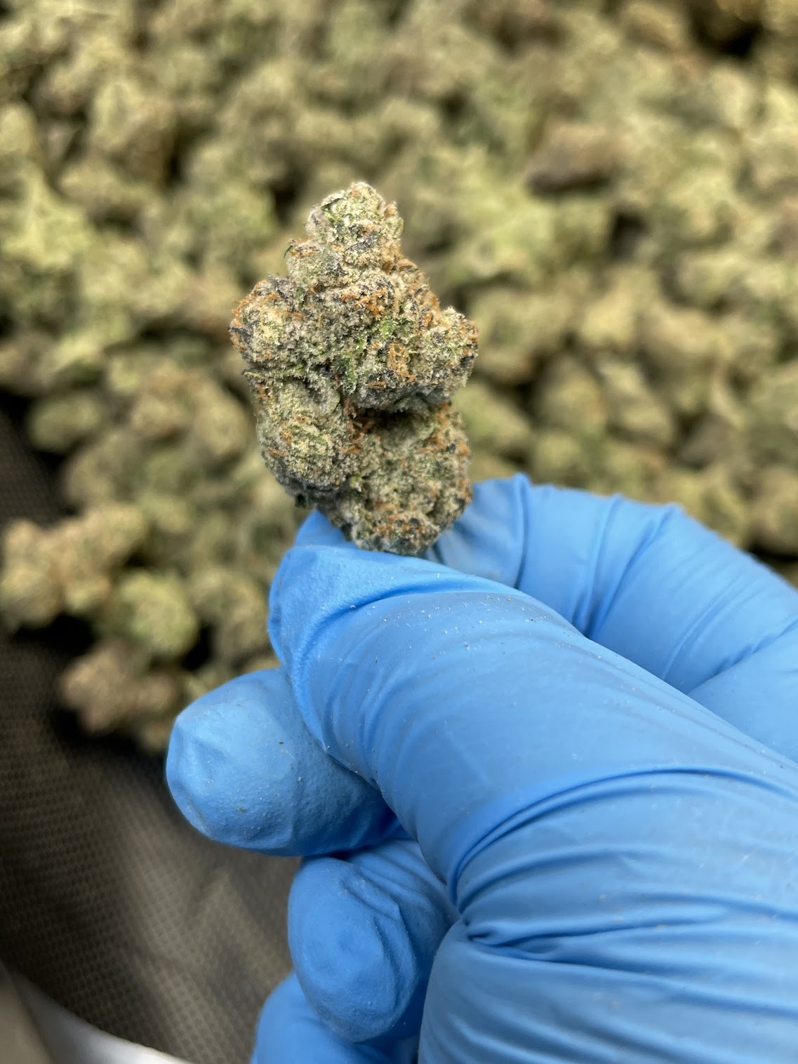 High Hippy | Premium Flower (3.5g Jars)